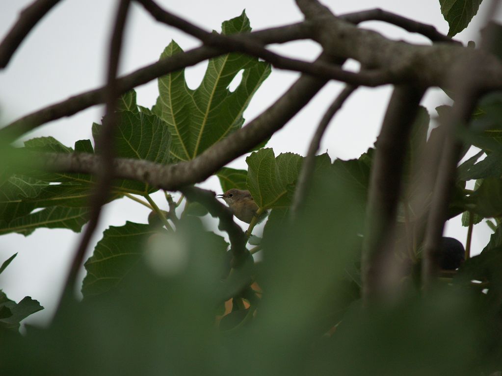 Sterpazzolina
